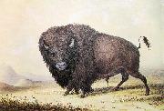 unknow artist George Catlin Bull Buffalo Spain oil painting artist